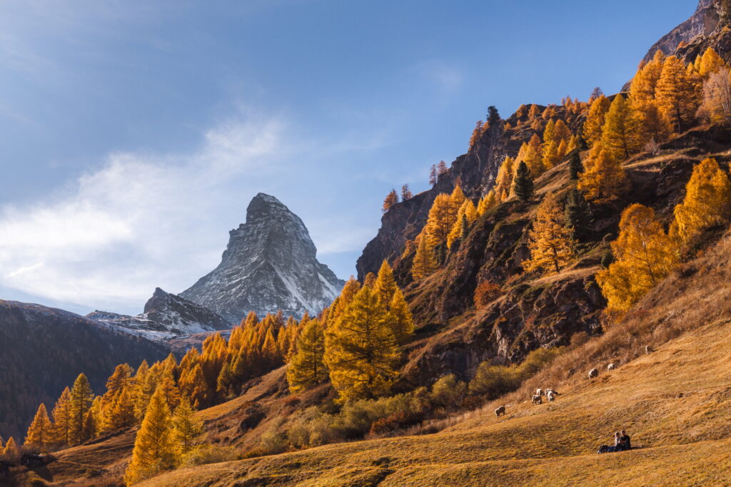 Herbstwald mit Matterhorn im Hintergrund